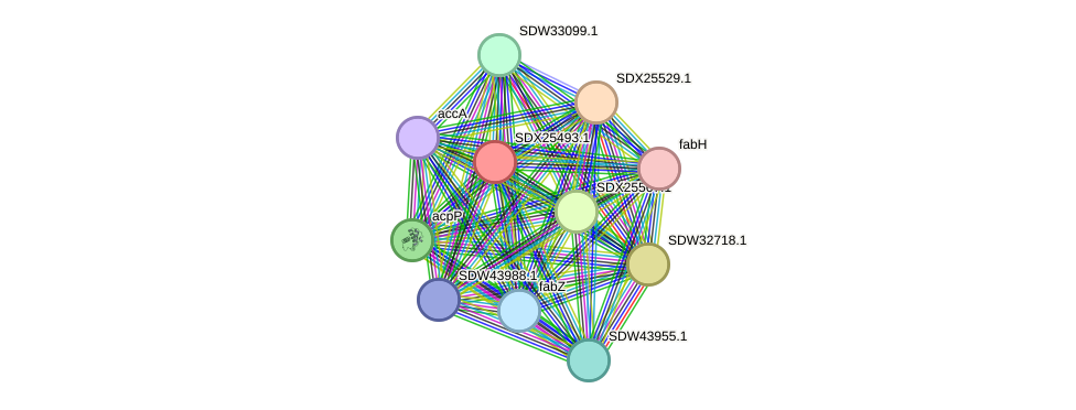 STRING protein interaction network