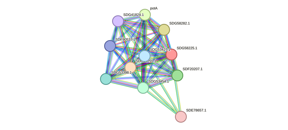 STRING protein interaction network