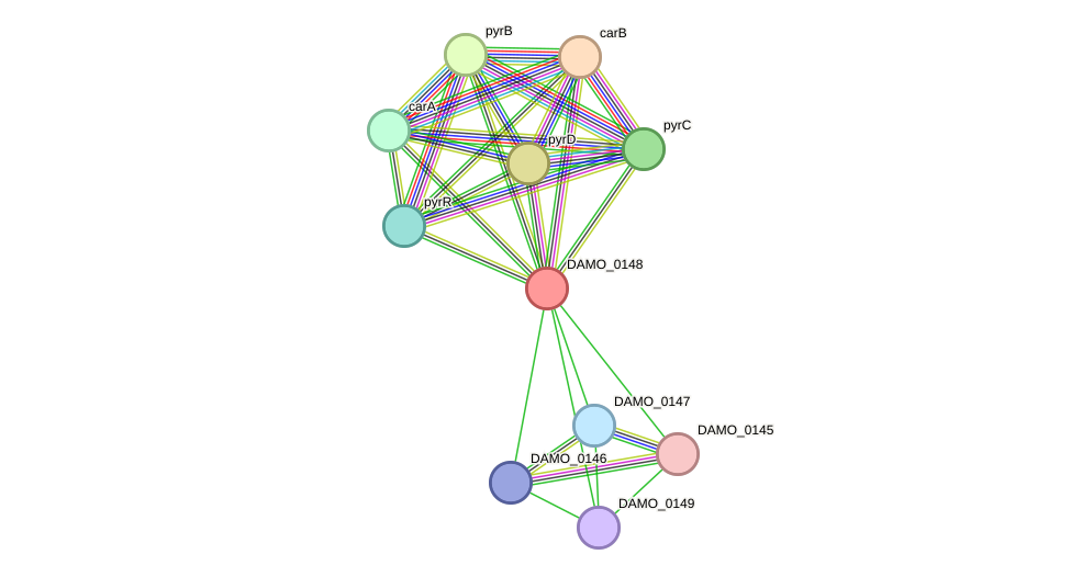 STRING protein interaction network