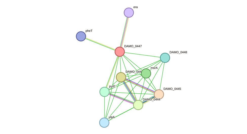 STRING protein interaction network