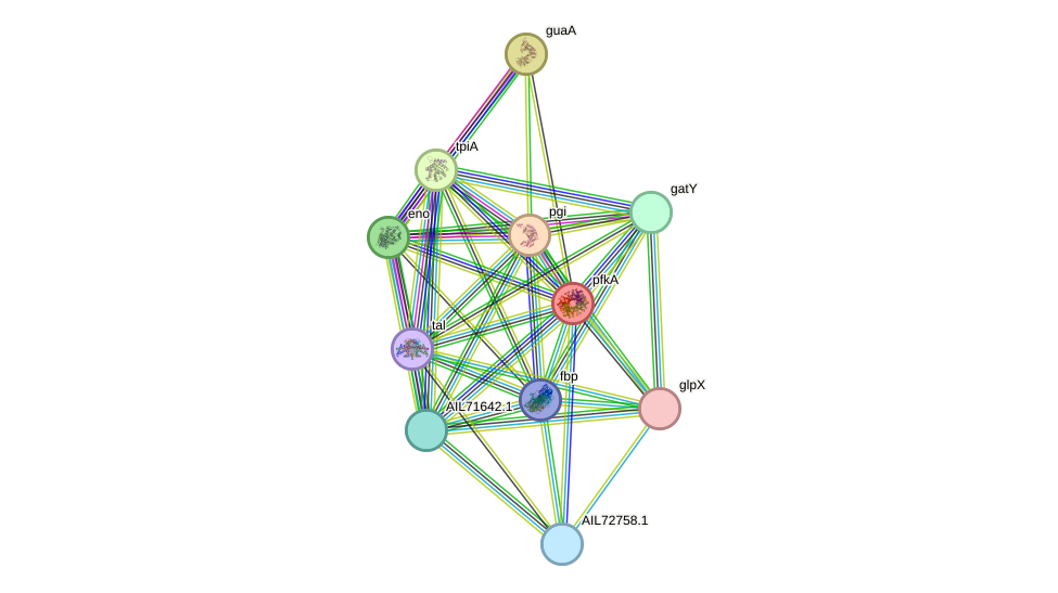 STRING protein interaction network