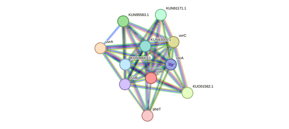 STRING protein interaction network