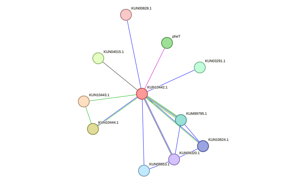 STRING protein interaction network