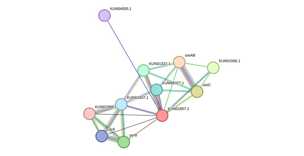 STRING protein interaction network