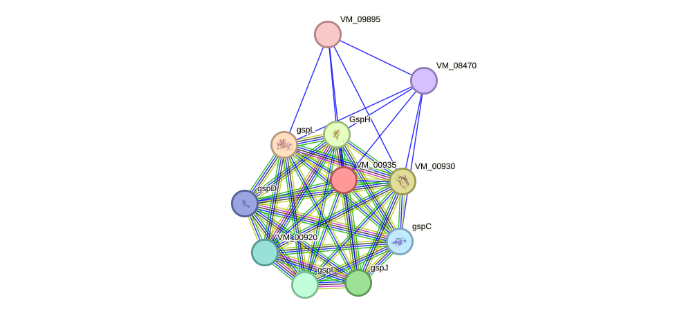 STRING protein interaction network