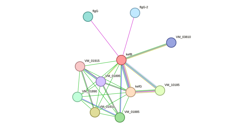 STRING protein interaction network