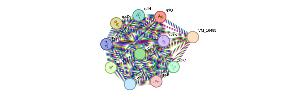 STRING protein interaction network