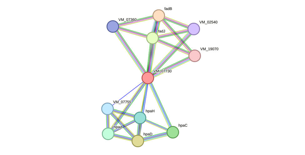 STRING protein interaction network