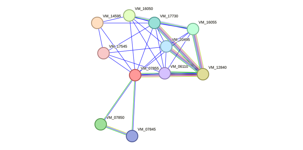 STRING protein interaction network