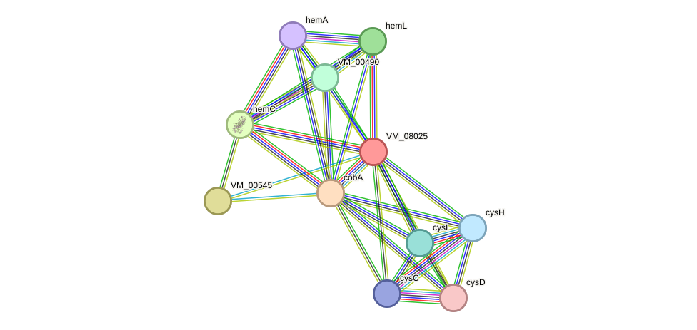 STRING protein interaction network