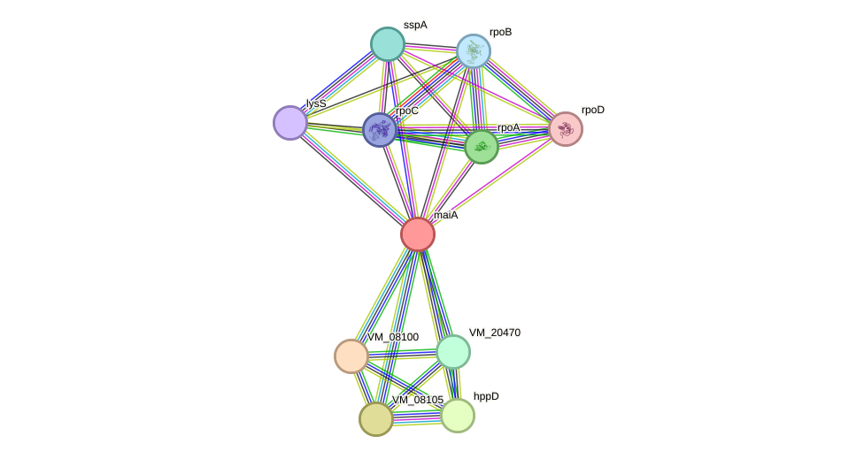 STRING protein interaction network