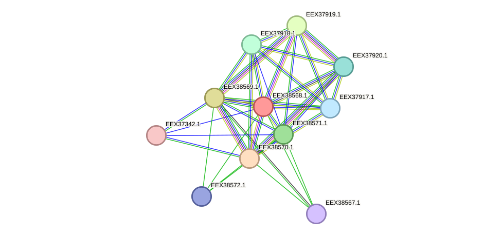 STRING protein interaction network