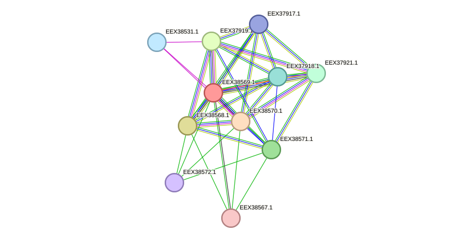 STRING protein interaction network