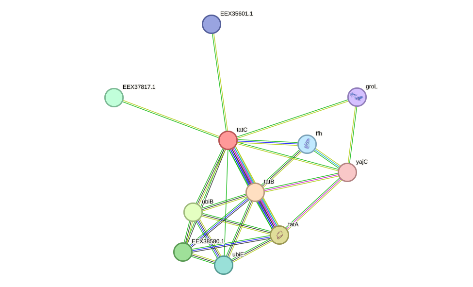 STRING protein interaction network