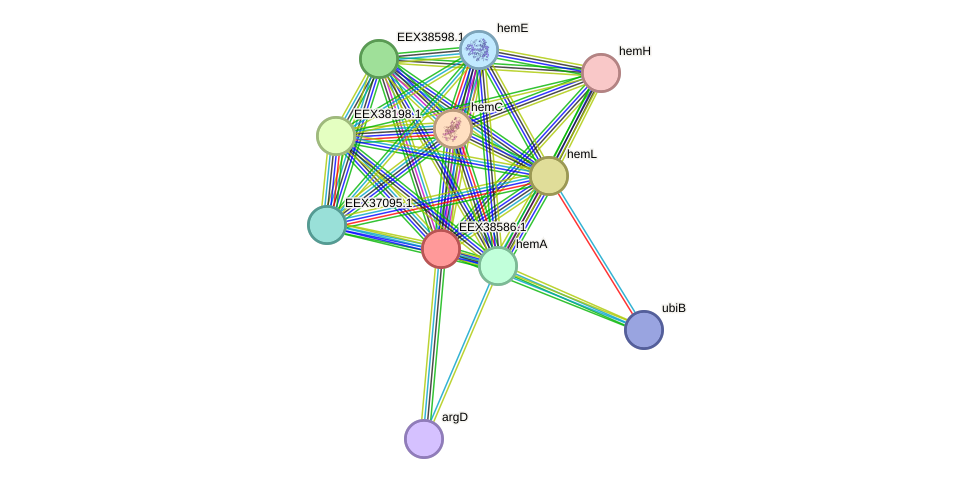 STRING protein interaction network