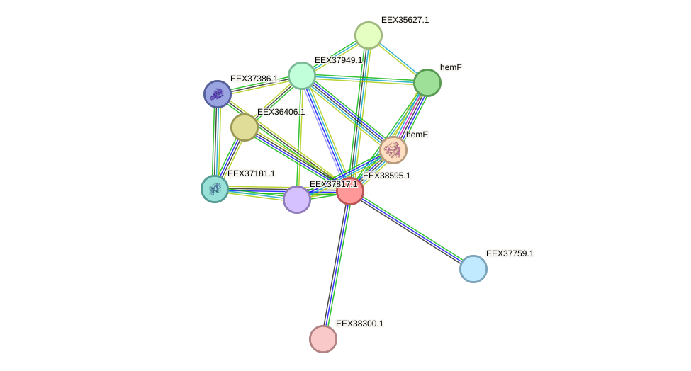 STRING protein interaction network