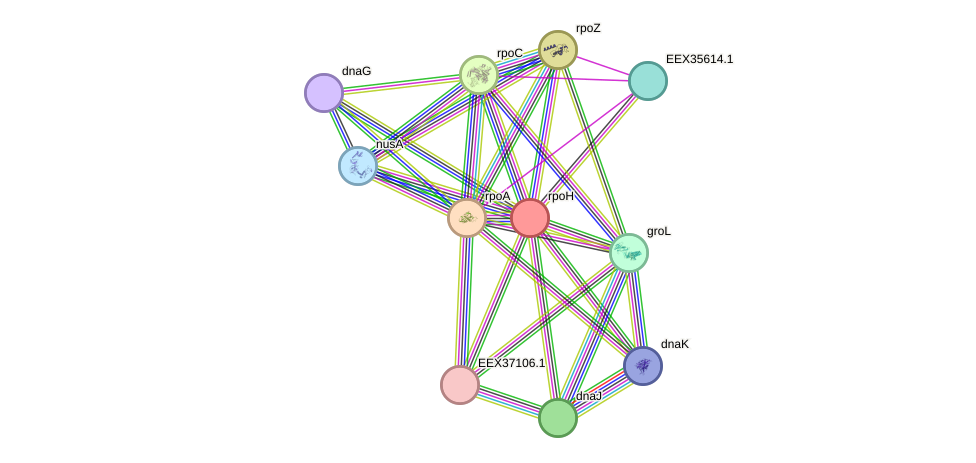 STRING protein interaction network