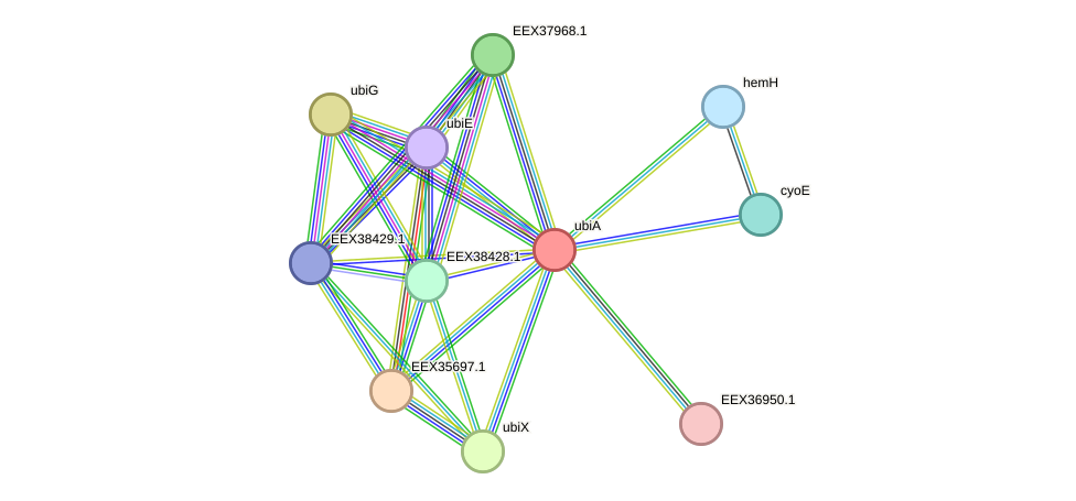 STRING protein interaction network