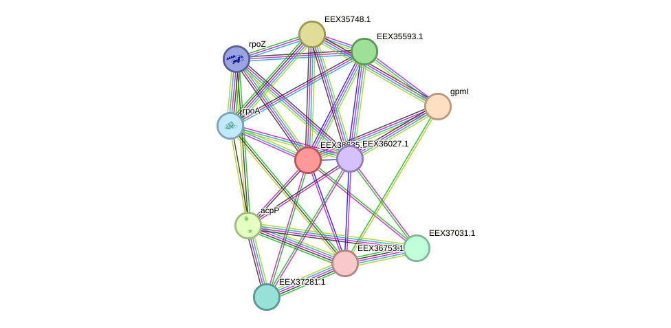 STRING protein interaction network