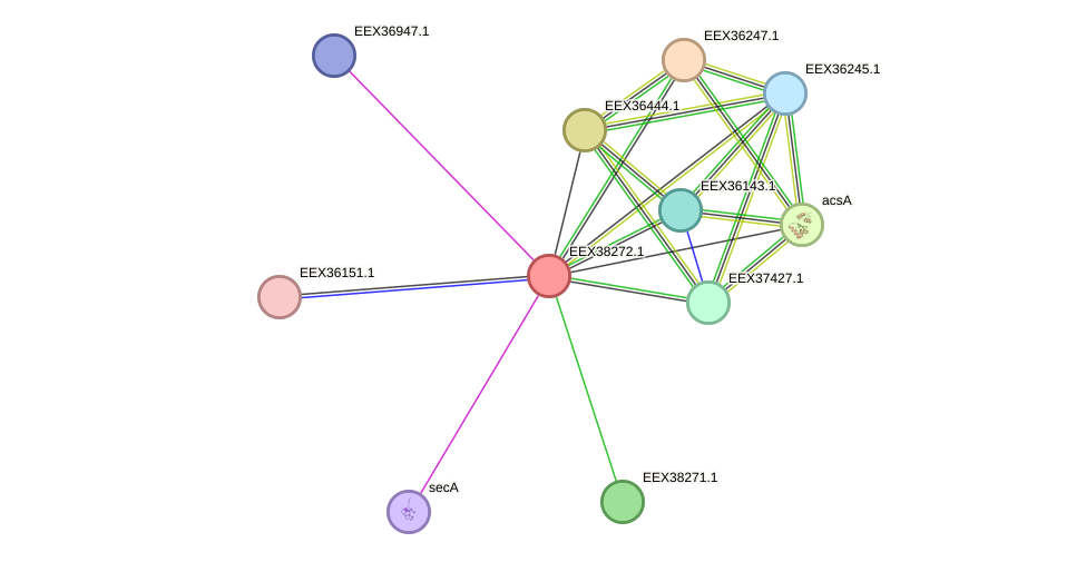 STRING protein interaction network