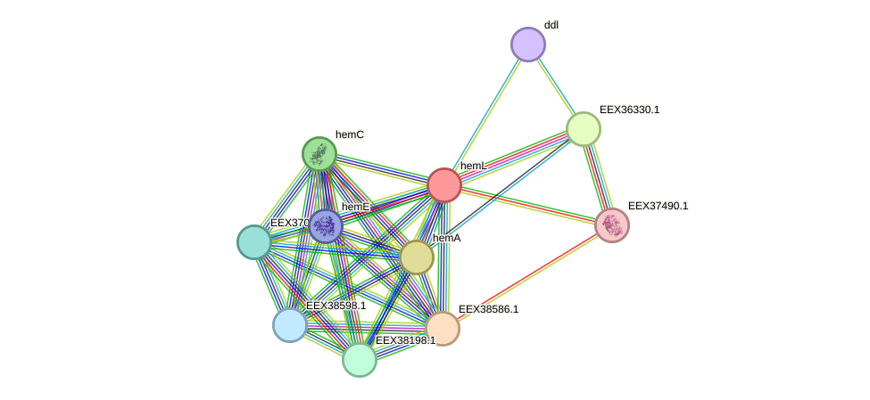 STRING protein interaction network