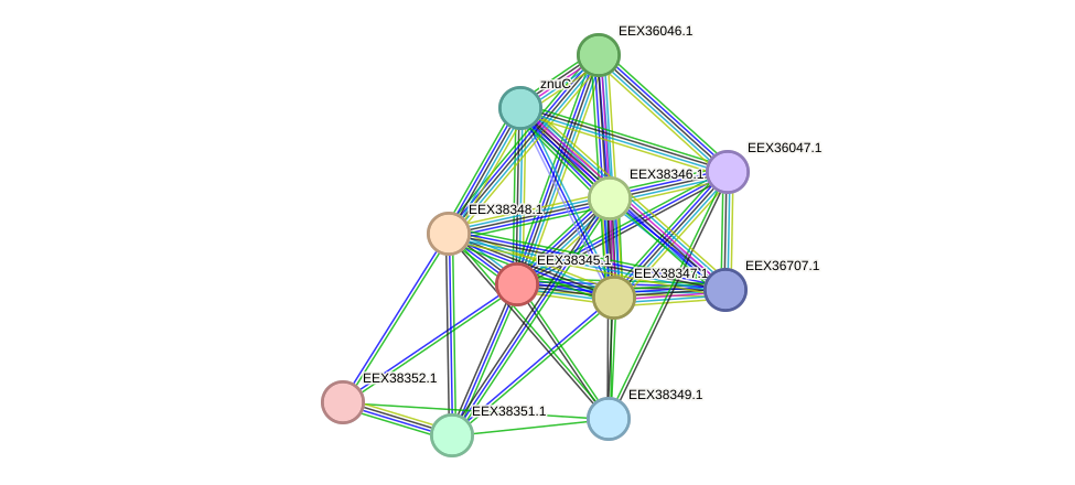 STRING protein interaction network
