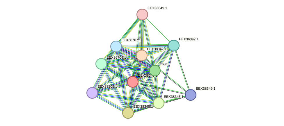 STRING protein interaction network