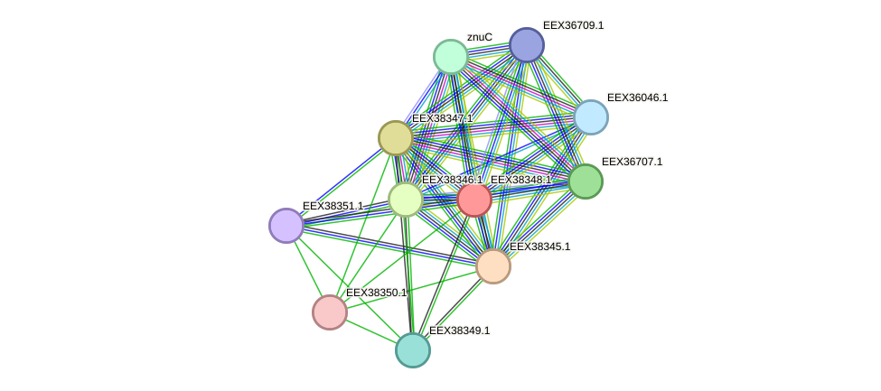 STRING protein interaction network