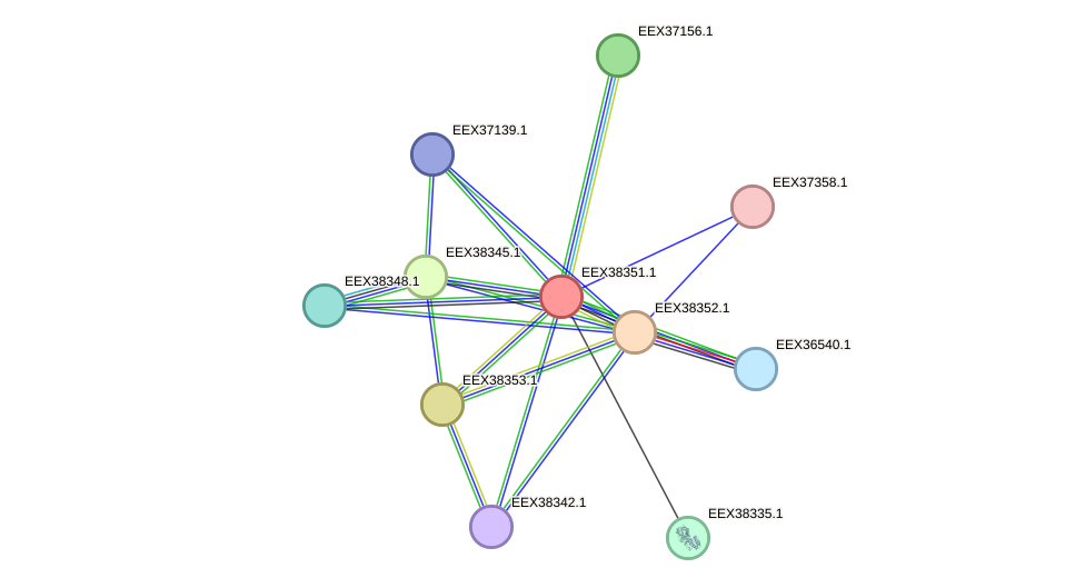 STRING protein interaction network