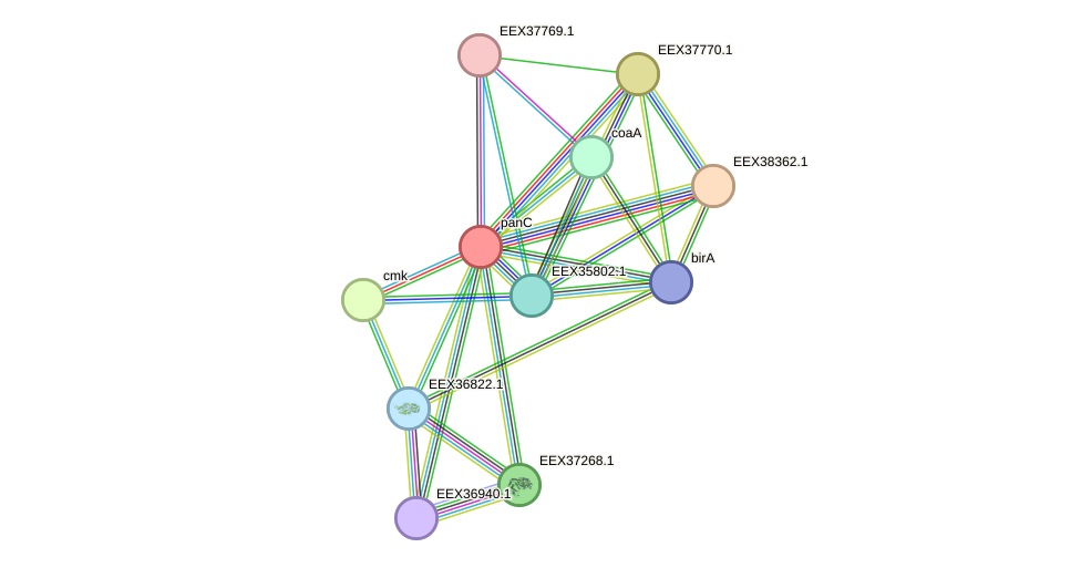 STRING protein interaction network