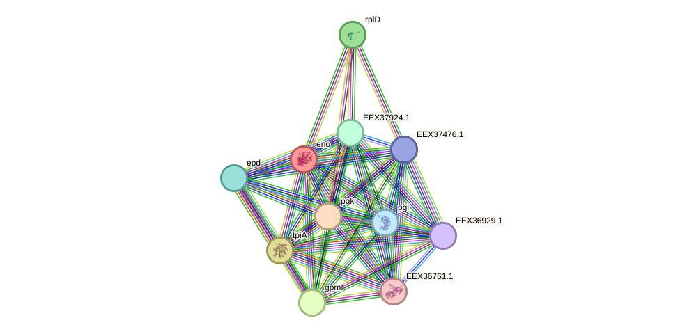 STRING protein interaction network