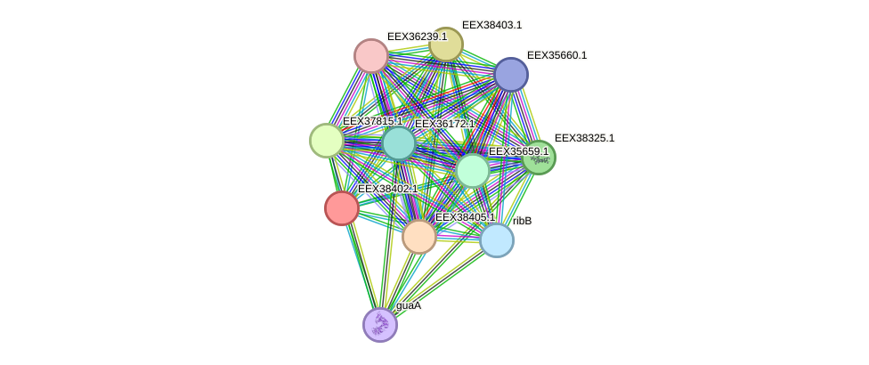 STRING protein interaction network