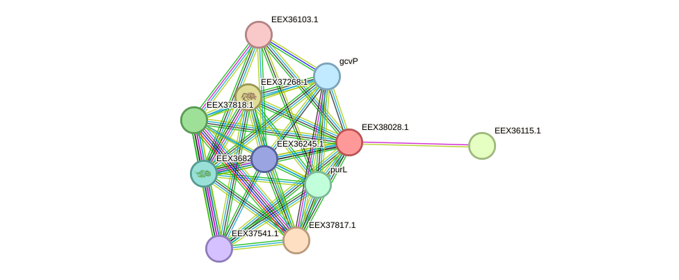 STRING protein interaction network