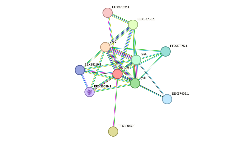 STRING protein interaction network
