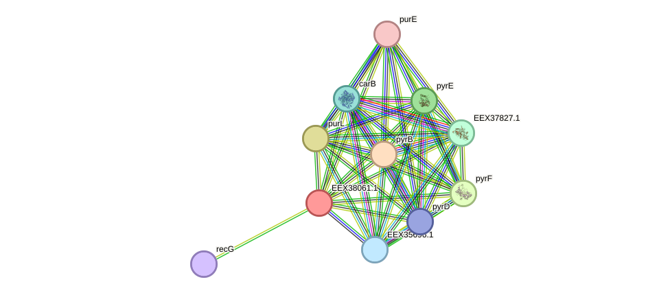 STRING protein interaction network