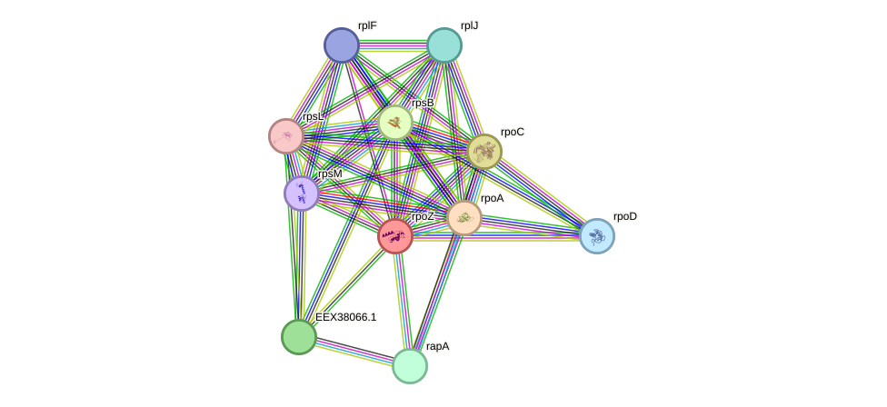 STRING protein interaction network