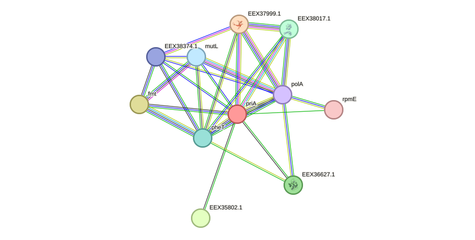 STRING protein interaction network