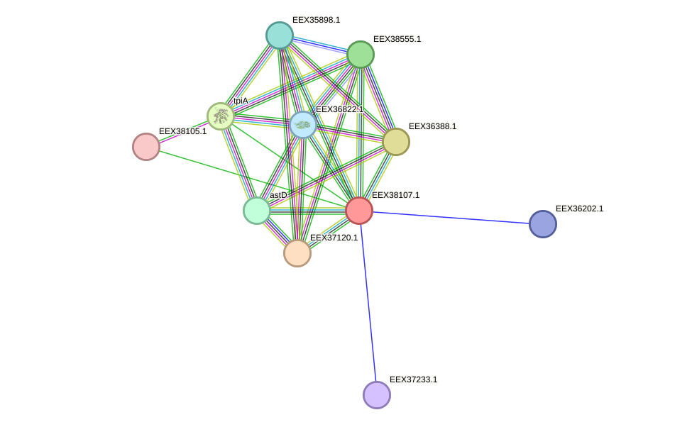 STRING protein interaction network