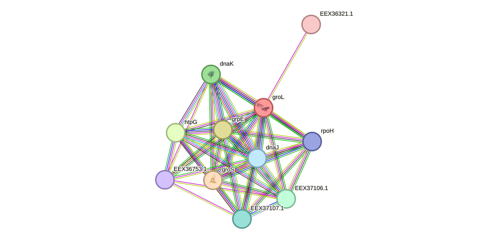 STRING protein interaction network