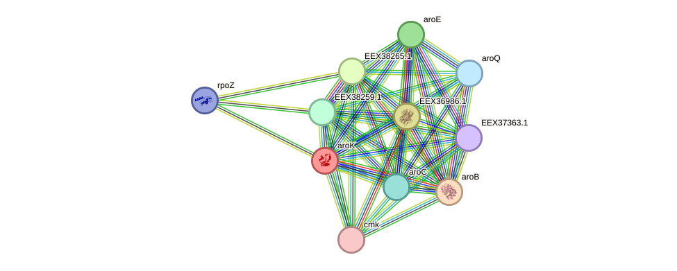 STRING protein interaction network