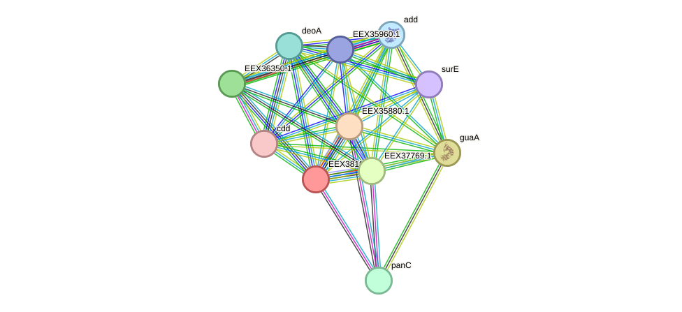 STRING protein interaction network