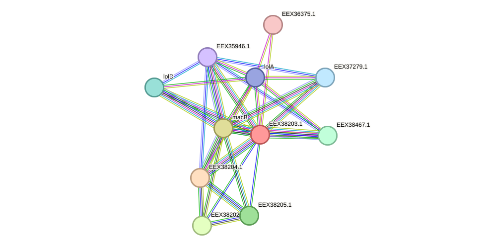 STRING protein interaction network