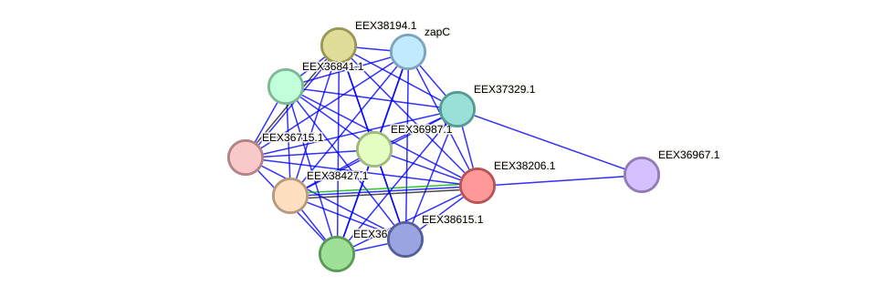 STRING protein interaction network