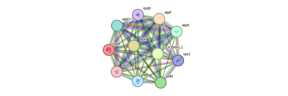 STRING protein interaction network