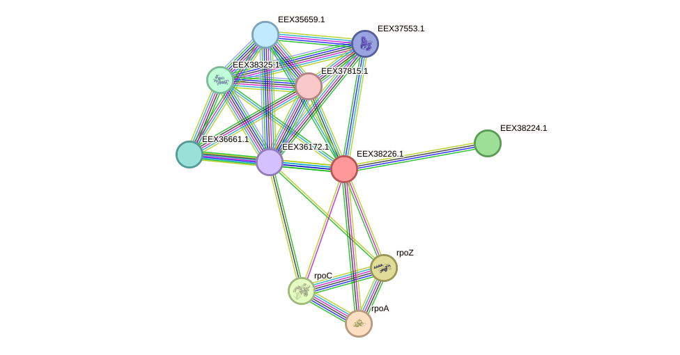 STRING protein interaction network