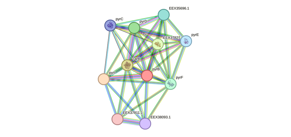 STRING protein interaction network