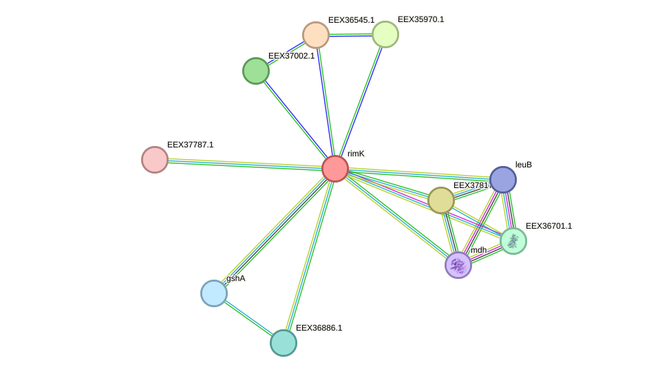 STRING protein interaction network