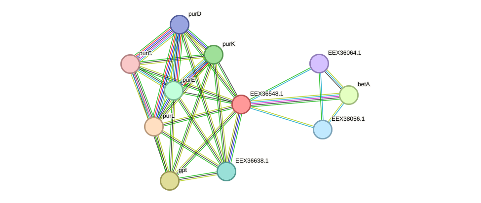 STRING protein interaction network