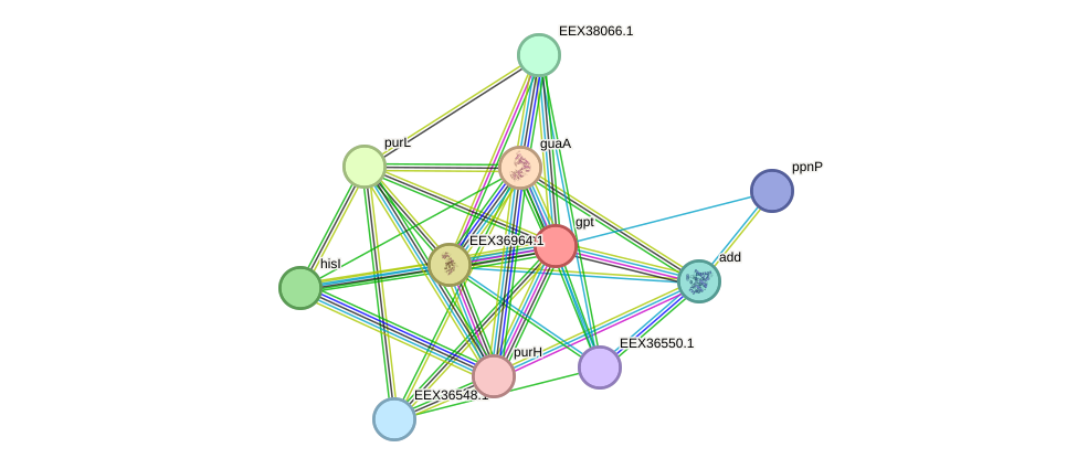 STRING protein interaction network
