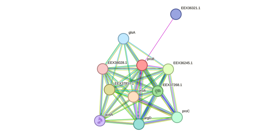 STRING protein interaction network